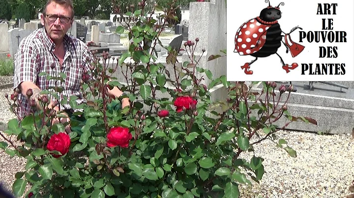 jardinage: comment bien tailler un rosier buisson ...