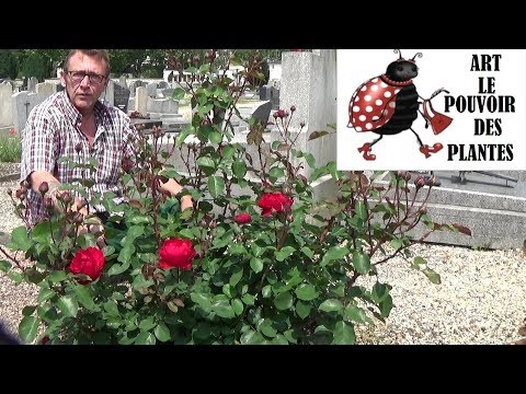 Vidéo: Grandes Roses Sur Des Buissons Bas