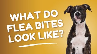 What Do Flea Bites Look Like? | Vet FAQs