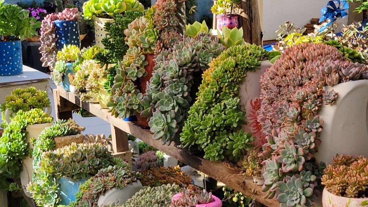 Exposição dos arranjos mais lindos. Parte 2