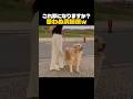 これ罪になりますか？思わぬ清掃係w 🤣 #dog