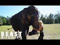 My Best Friend Is An Elephant | BEAST BUDDIES
