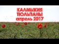 Калмыкия. Тюльпаны. Апрель 2017 г.