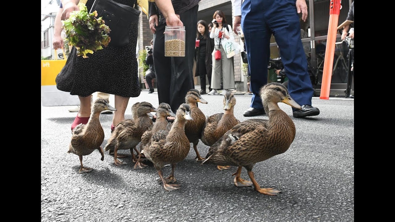 京都 要法寺で カモの引っ越し 子ガモ９羽が鴨川へ Youtube