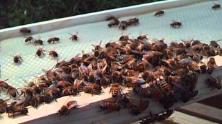 Day 12 1 Sydney Industrial Feral Bees in new hive