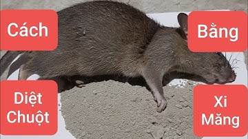 Cách diệt chuột bằng xi măng