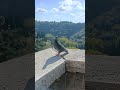 #nature #video #movie