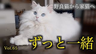 朝も夜もずっとママと一緒控えめに甘える姿にキュンキュンします♡A beautiful cat who wants to be with her mom all morning and night.