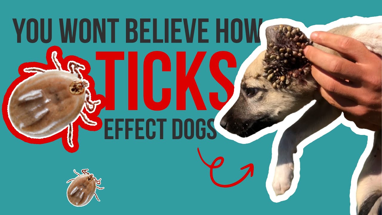 You Won't Believe How Ticks Effect Dogs YouTube