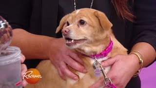 How to Help Your Dog Lose Weight | Rachael Ray Show