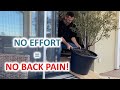 Short And Easy Technique To Move A Tree Effortlessly - Proper Technique = No Back Pain!