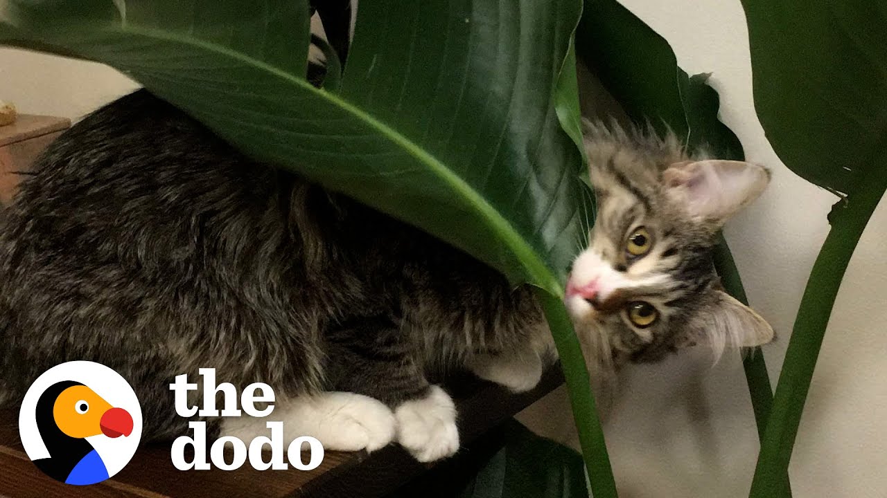 Cat Brothers Love Tormenting Their Dad | The Dodo Cat Crazy
