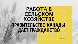 КАК ПОЛУЧИТЬ ГРАЖДАНСТВО КАНАДЫ ЧЕРЕЗ РАБОТУ В СЕЛЬСКОМ ХОЗЯЙСТВЕ? / НОВАЯ ПИЛОТНАЯ ПРОГРАММА