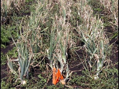 Video: Bestrijding van echte meeldauw van uien: beheer van echte meeldauw op uien