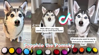 * NEW *Sapphie the Pomsky Funny Dog TikTok Videos Compilation 2024