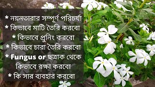 নয়নতারা গাছের সম্পূর্ণ পরিচর্যা | All about vinca care | Garden Tales