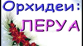 Орхидеи,узамба́рские фиалки,Самара🌺