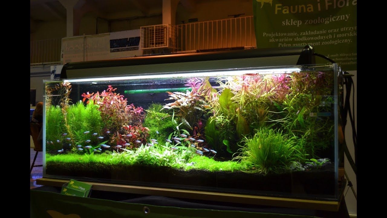50 tanks in one place. Aquarium exhibition. - YouTube