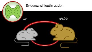 Evidence for Leptin Action