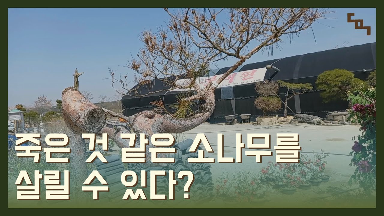 [동막골사람들] 죽은 것 같은 소나무를 살릴 수 있다?