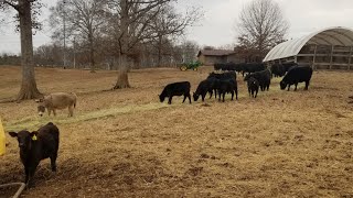 Some of these momma cows were getting hangry during feeding time!! by Long Farms 752 views 5 months ago 6 minutes, 21 seconds