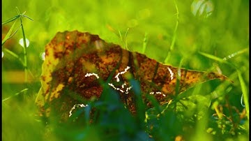 Yesterday – Art of Contemplation Series