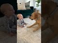 bebê e dog #funnybabies #shorts #brasil