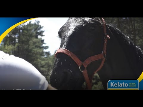 Video: Ar arkliai turėtų turėti joduotą druską?