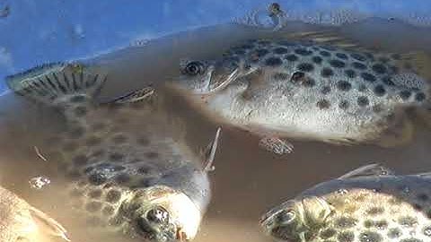 Mô hình nuôi cá nâu thương phẩm được đầu tư từ Dự án AMD Bến Tre