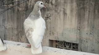 Shirazi chap kabootar collection of huda pigeon loft Mr. Tasleem Quadri 8106874880