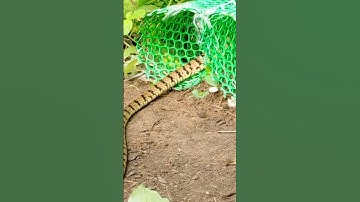 The Best Video Snake Trap Easy #snake #traps #cobra #kingcobra #trapping #shorts #youtubeshorts