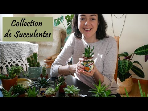 Vidéo: Qu'est-ce qu'une succulente de rose laineuse ? En savoir plus sur l'entretien des plantes d'Echeveria 'Doris Taylor