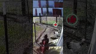 Atmaca Kümese Saldiriyor Falcon Attack Chicken