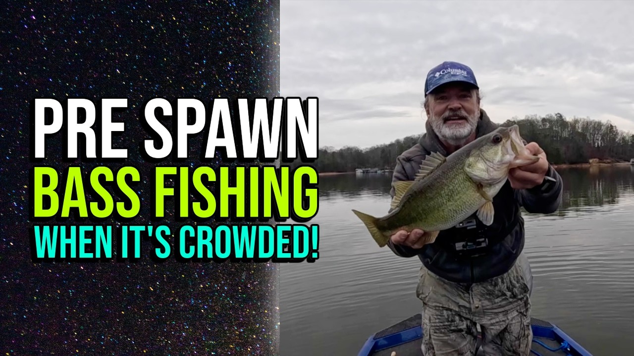 Рыбалка на окуня перед нерестом в условиях большого скопления рыбы