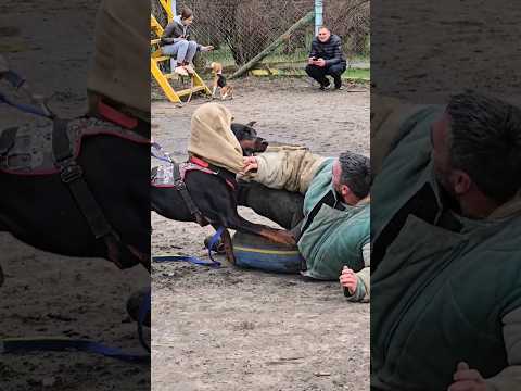 😮Powerful attack of a huge Doberman. #GUARDODESSA Training of service dogs. Odessa. СТРАЖ Ukraine