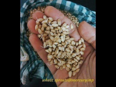 how-to-make-whole-wheat-sprouts,-sprouted-wheat-flour-|-easy-way-to-sprout-whole-wheat-grain