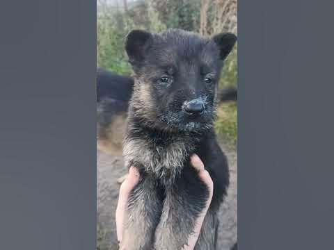 Наелись свинюшки🌸 - YouTube