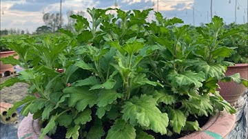 NGẮT CƠI 2 - KỸ THUẬT TRỒNG HOA CÚC PHA LÊ - TẬP 4 | TẾT 2024