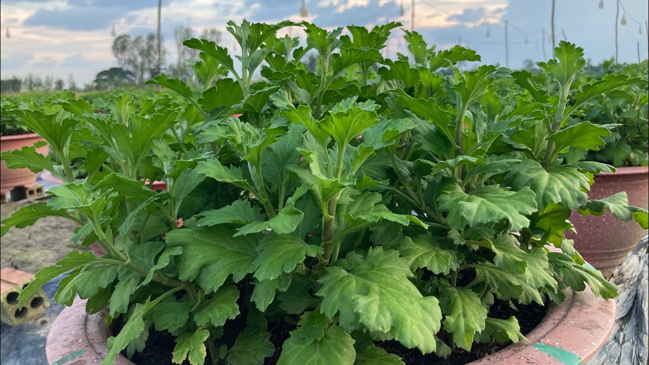 NGẮT CƠI 2 - KỸ THUẬT TRỒNG HOA CÚC PHA LÊ - TẬP 4 | TẾT 2024