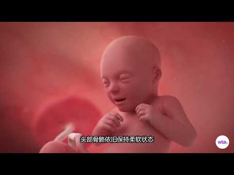 怀孕29–40周｜胎宝宝孕期成长变化