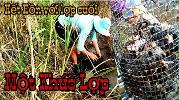 Đặt  Lợp Ếch Mùa Nước Nổi || Hết Hồn Với Cái Lợp Ếch Cuối Chạy Một Khúc Lợp || trap frog | Học vlog
