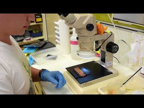 Βίντεο: DIY διακοσμητικός γύψος (78 φωτογραφίες): κύλινδροι για εφαρμογή υφής γύψου και 