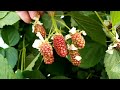 ежевика разных сортов [растения], начало созревания ягод
