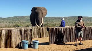 Rambo Bayete Elephant Interaction