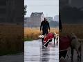 5 Loyal Guard Dogs You’d Trust for $1 BILLION 🐕💰 #facts #animalfacts #wildlife #shorts