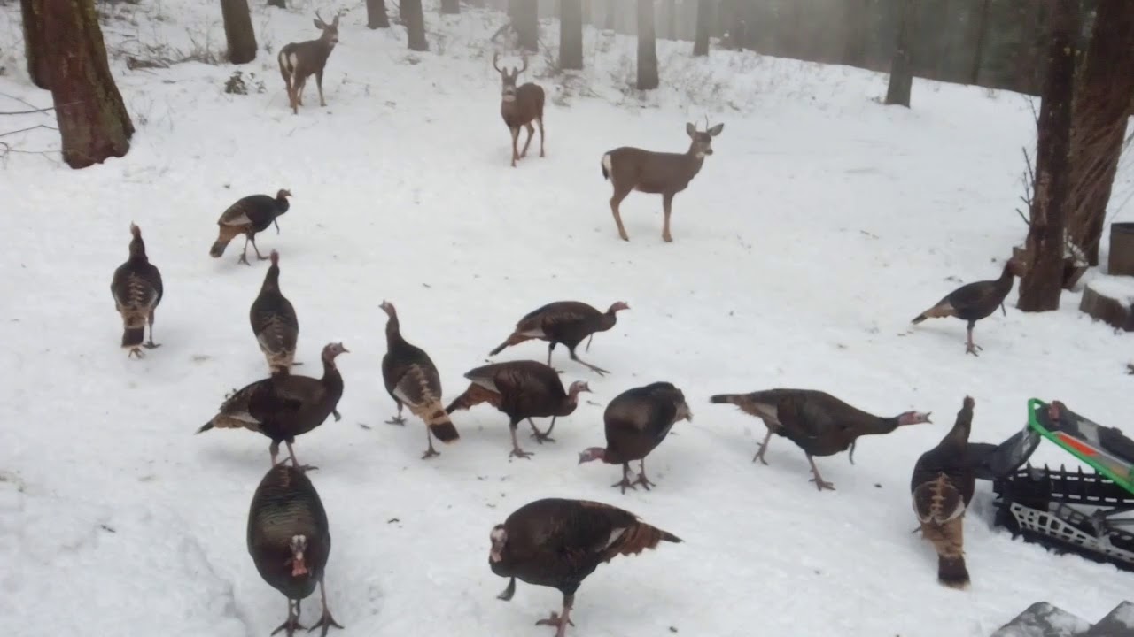 Turkeys And Deer Cle Elum WA YouTube