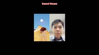 Insect House @zackdfilms