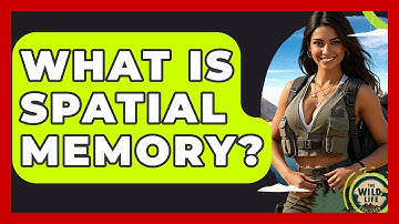 What Is Spatial Memory? - The Wild Life Explorer