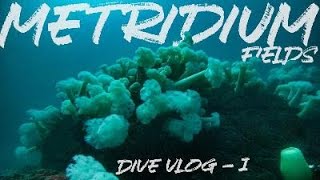 Metridium Fields dive log -1
