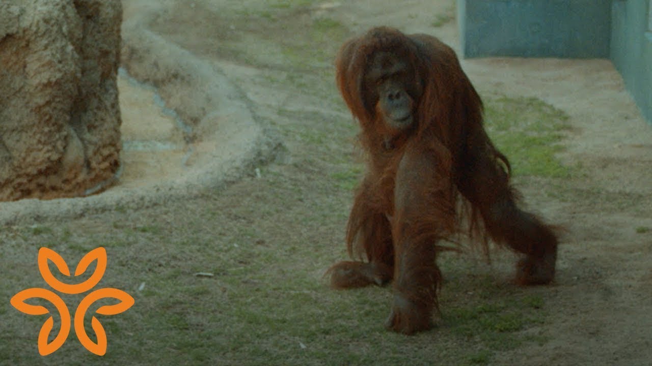 Daniel the Orangutan | Hello humankindness